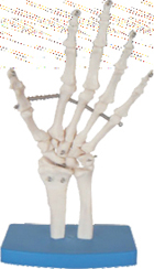 Life Size Hand Joint Pharmaceutical and Anatomical Model Gifts